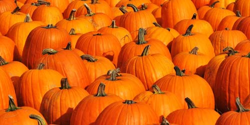 Calabaza: características de la planta, efectos y precauciones de consumo.